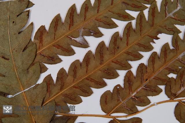 日本狗脊蕨藏品圖，第4張