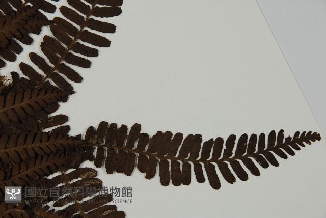 頂囊肋毛蕨藏品圖，第4張