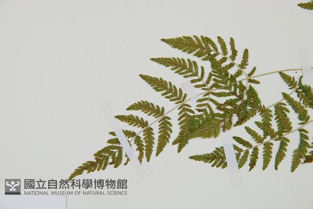 Accession Number:P011580 Collection Image, Figure 4, Total 5 Figures