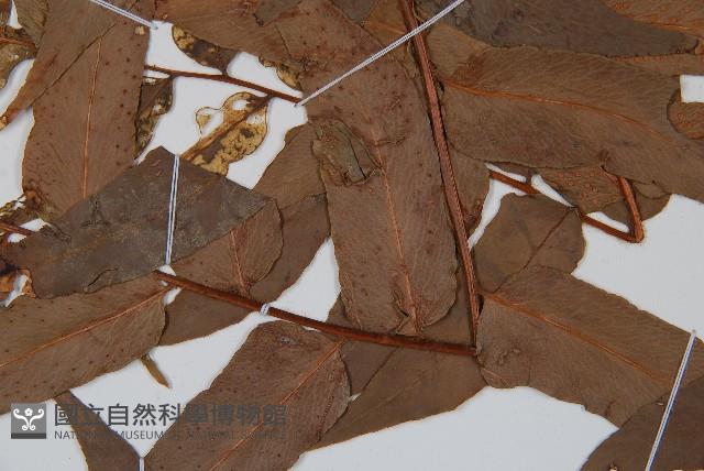 貫眾蕨藏品圖，第4張