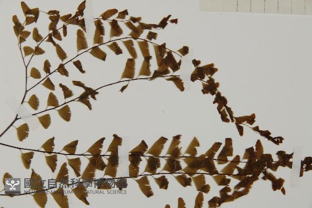 掌葉鐵線蕨藏品圖，第4張