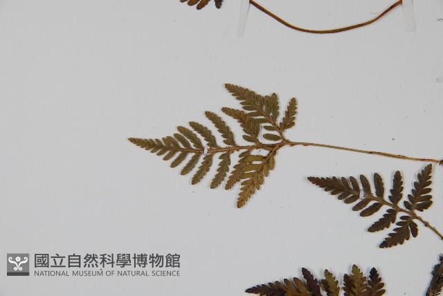 阿里山陰石蕨藏品圖，第4張