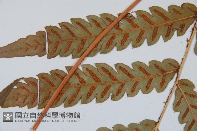 Japanese chain fern Collection Image, Figure 4, Total 5 Figures