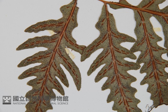裂羽崇澍蕨藏品圖，第4張