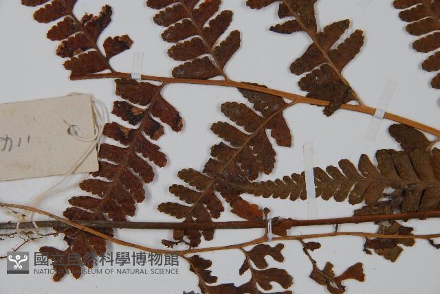 粗毛鱗蓋蕨藏品圖，第4張
