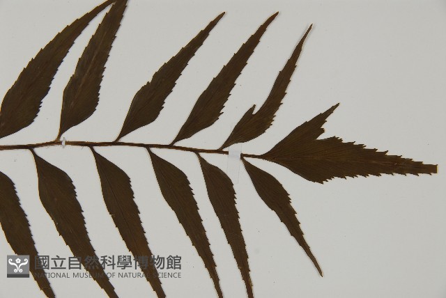 革葉鐵角蕨藏品圖，第3張