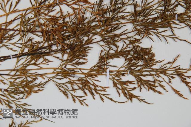 威氏鐵角蕨藏品圖，第4張