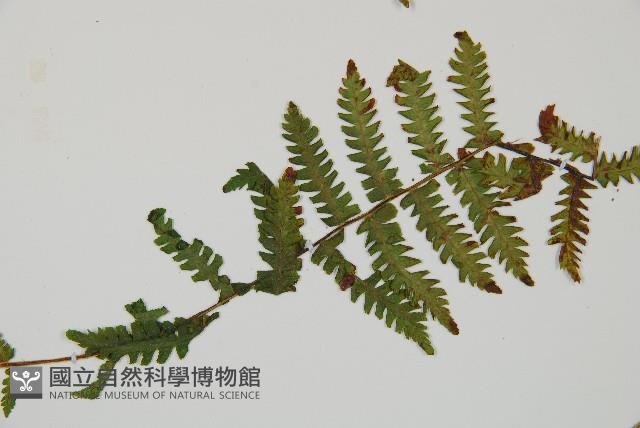 登錄號:P012480藏品圖，第4張