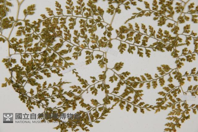 彎柄假複葉耳蕨藏品圖，第4張