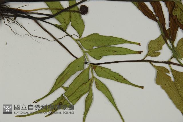 革葉鐵角蕨藏品圖，第4張
