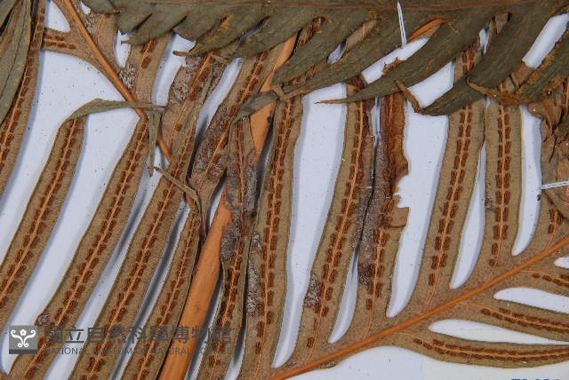 臺灣狗脊蕨藏品圖，第3張