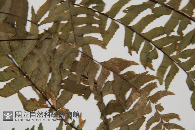 單邊鐵角蕨藏品圖，第4張