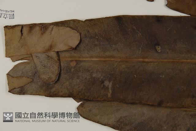 鹵蕨藏品圖，第3張