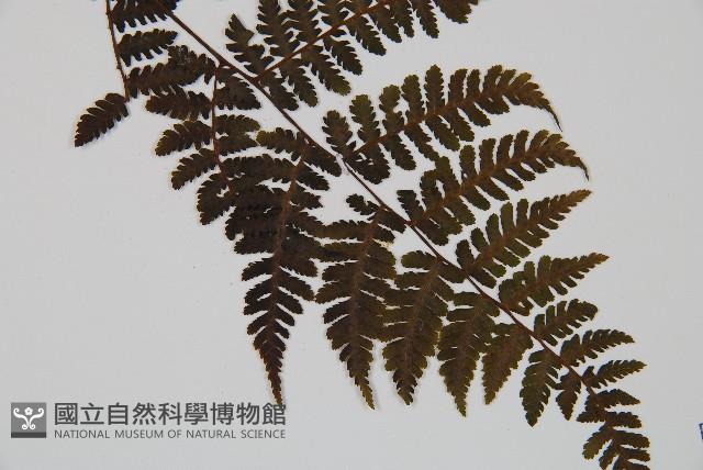 大葉貞蕨藏品圖，第4張