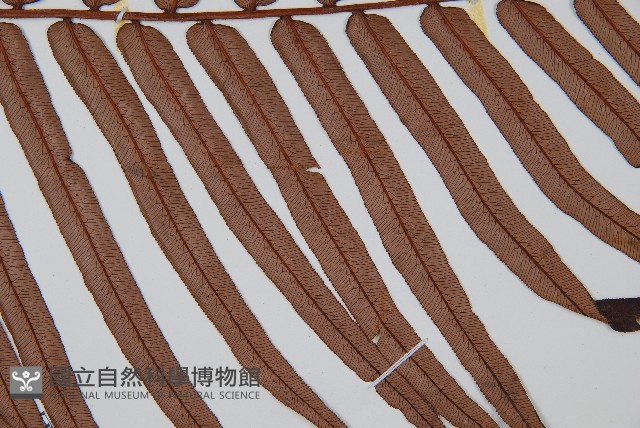蘇鐵蕨藏品圖，第4張