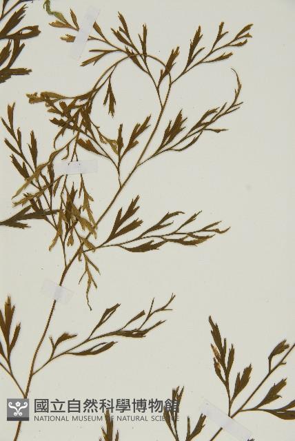 大黑柄鐵角蕨、黃鱗鐵角蕨、大羽鐵角蕨藏品圖，第4張