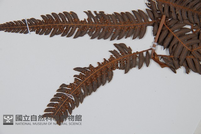 金狗毛蕨藏品圖，第3張