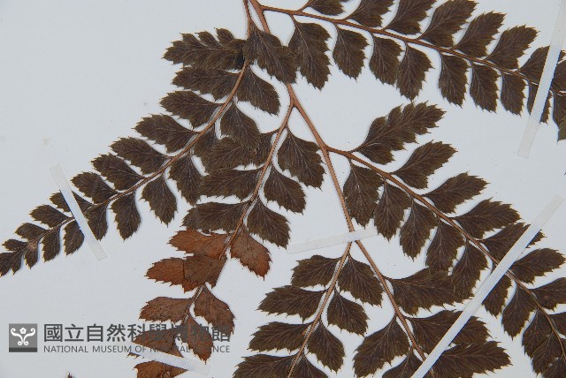 斜方複葉耳蕨藏品圖，第4張