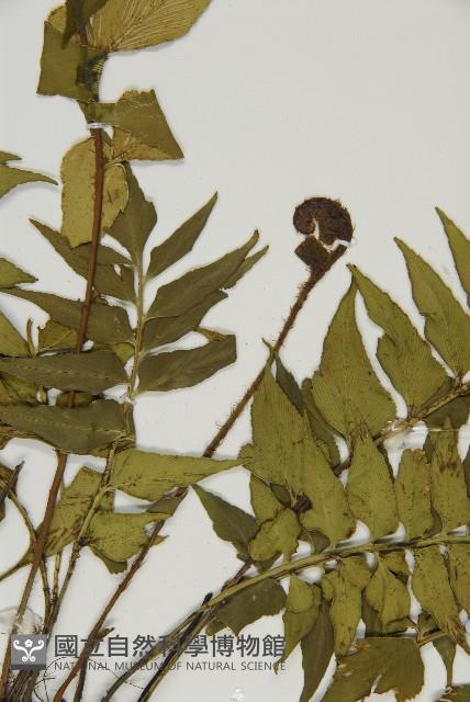 鐮葉鐵角蕨藏品圖，第7張