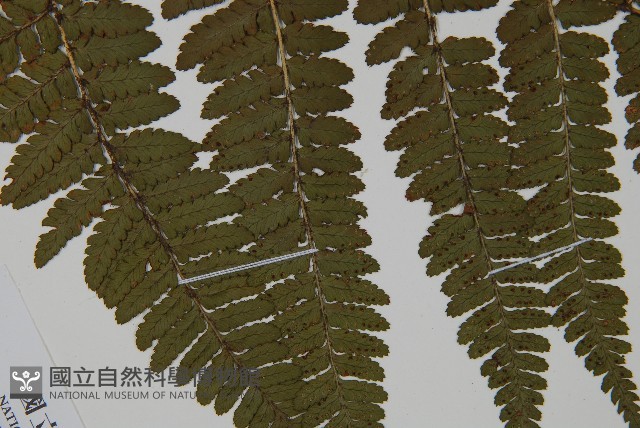 臺灣鱗毛蕨藏品圖，第4張