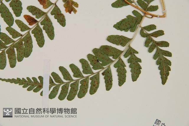 長葉鱗毛蕨藏品圖，第3張