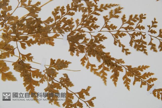 溪洞碗蕨藏品圖，第3張