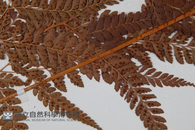 美麗複葉耳蕨藏品圖，第7張
