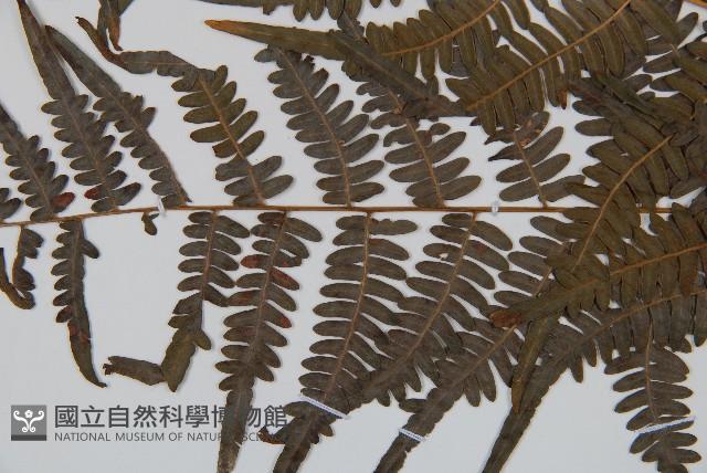 蕨藏品圖，第4張