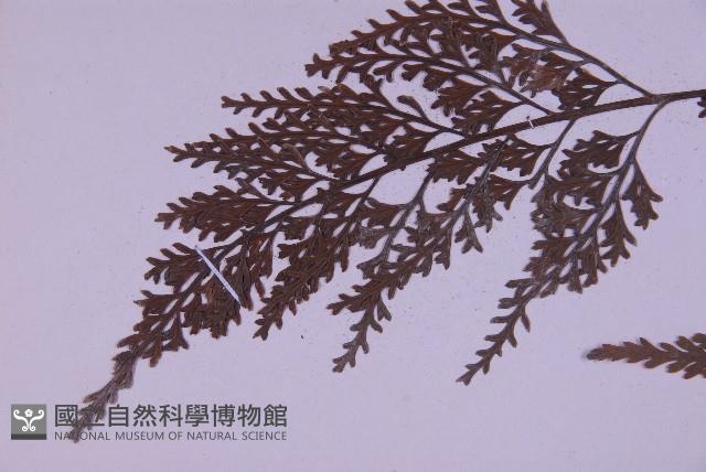 尖葉鐵角蕨藏品圖，第4張