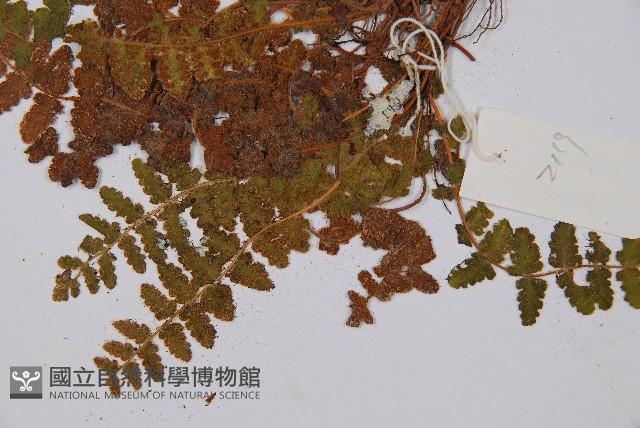 密毛岩蕨藏品圖，第4張
