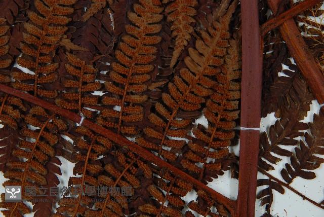 登錄號:P010021藏品圖，第7張