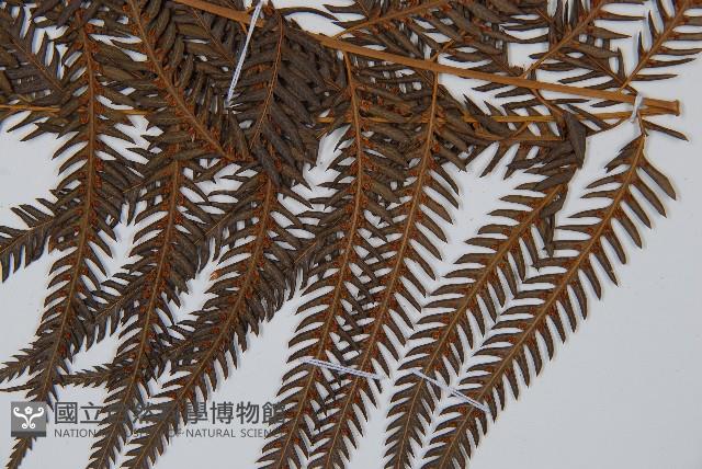 臺灣金狗毛蕨藏品圖，第3張