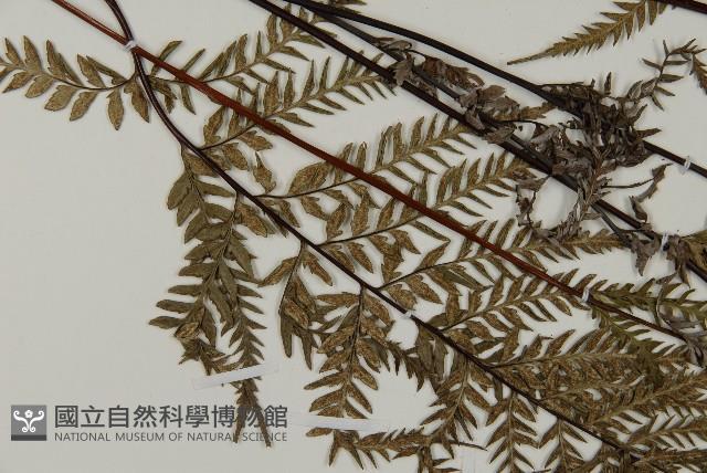 粉葉蕨藏品圖，第4張