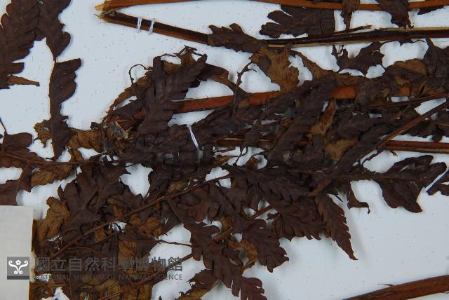 淡綠短腸蕨藏品圖，第4張