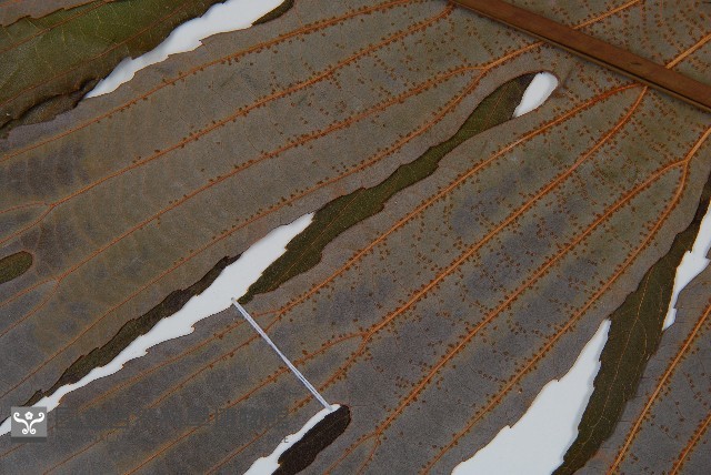 雙扇蕨藏品圖，第4張