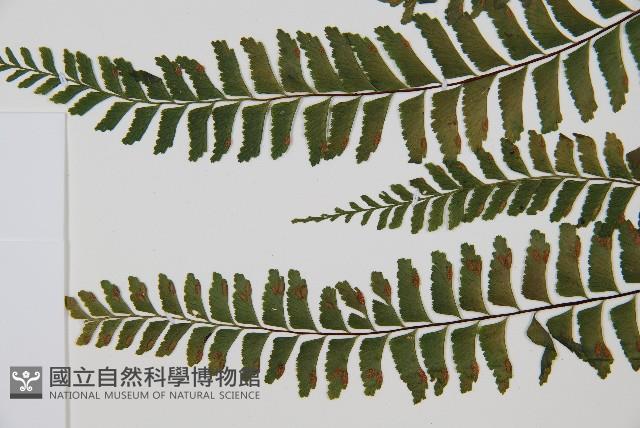 複齒鐵角蕨藏品圖，第4張