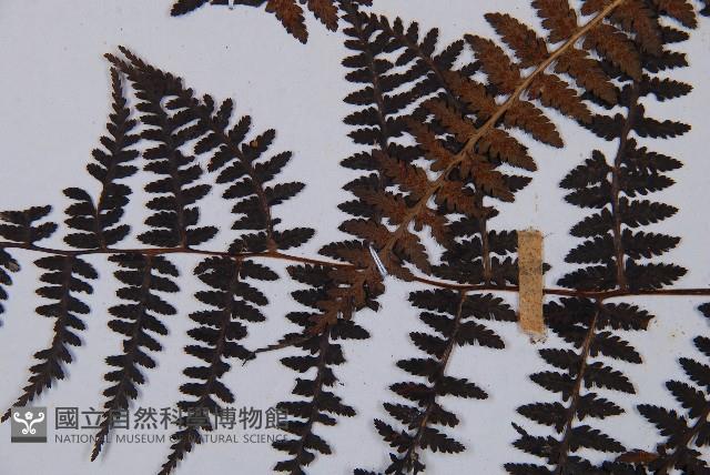 對生蹄蓋蕨藏品圖，第4張