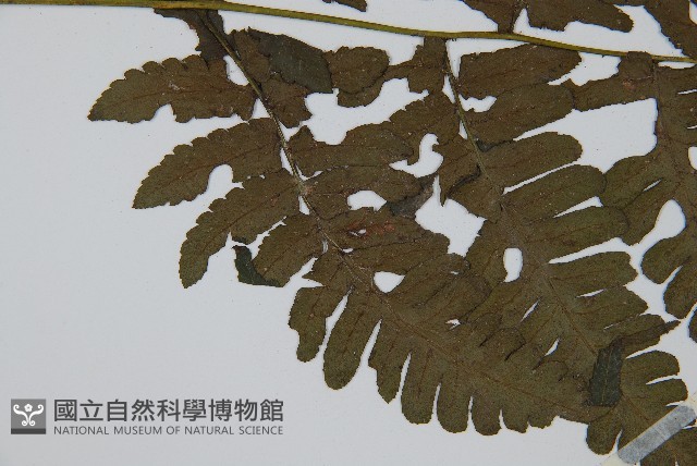 德氏雙蓋蕨藏品圖，第4張