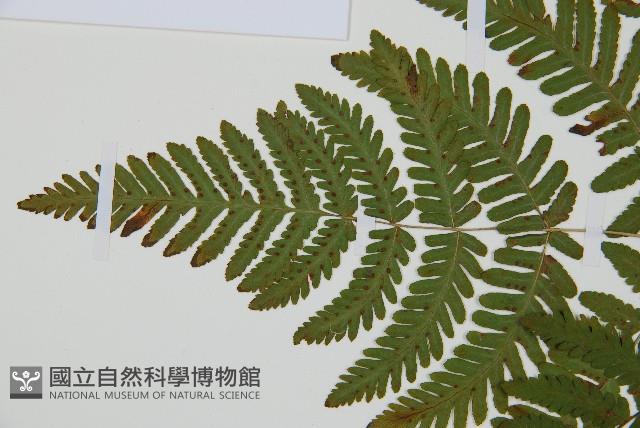 羽節蕨藏品圖，第4張