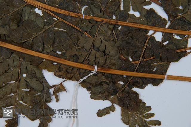 長托鱗蓋蕨藏品圖，第4張