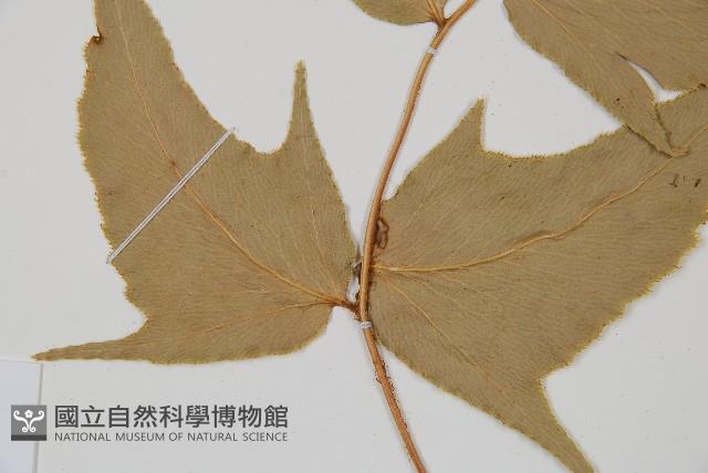 細齒貫眾蕨藏品圖，第4張