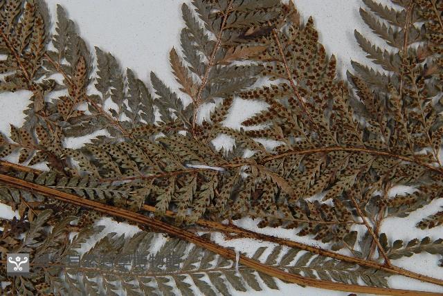 細葉複葉耳蕨藏品圖，第4張