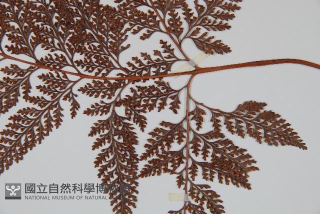 杯狀蓋陰石蕨藏品圖，第7張