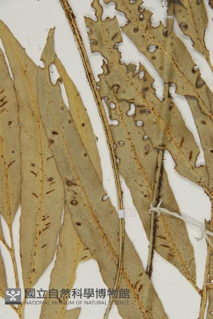 南海鐵角蕨藏品圖，第4張