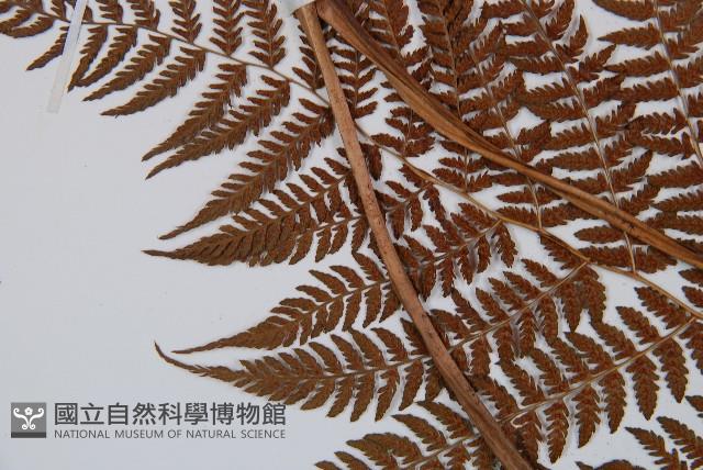 Accession Number:P003421 Collection Image, Figure 4, Total 5 Figures