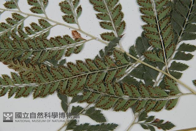 Accession Number:P010821 Collection Image, Figure 3, Total 5 Figures