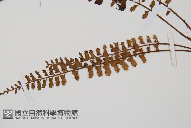 鈍齒鐵角蕨藏品圖，第4張