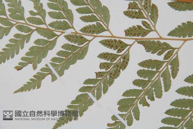 登錄號:P005821藏品圖，第4張