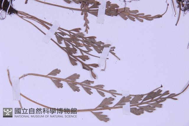 長生鐵角蕨藏品圖，第4張