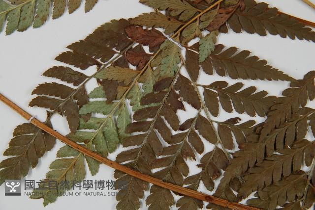 小葉複葉耳蕨藏品圖，第4張